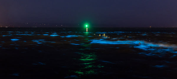 Fine art photography print of glowing bioluminescent waves in electric blue at night with a green beacon at Hawkes Bay New Zealand