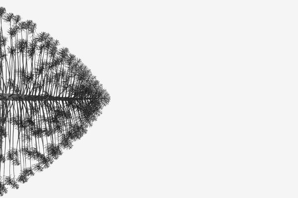 Minimalist black and white fine art photography print of a lone tree perfectly mirrored in still water against a stark white background